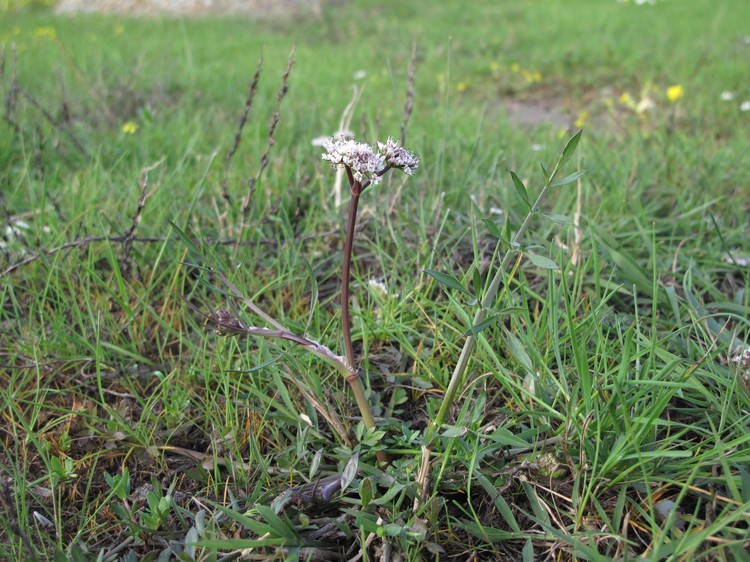 Oenanthe globulosa